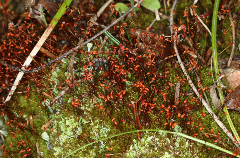 Ceratodon purpureus